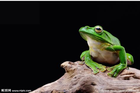 青蛙的祖先是什么？最早出现在白垩纪(同为火蜥蜴祖先)_探秘志