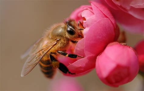 梅花与蜜蜂-中关村在线摄影论坛
