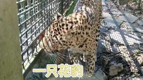豹子现身杭州小区 系从动物园出逃-遇到豹子该怎么办 - 见闻坊
