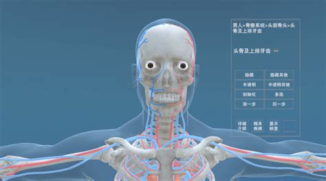北京欧倍尔开发出人体数字解剖3D虚拟仿真软件：深知解剖学对医生的重要性 - 新闻中心 - 虚拟仿真-虚拟现实-VR实训-北京欧倍尔