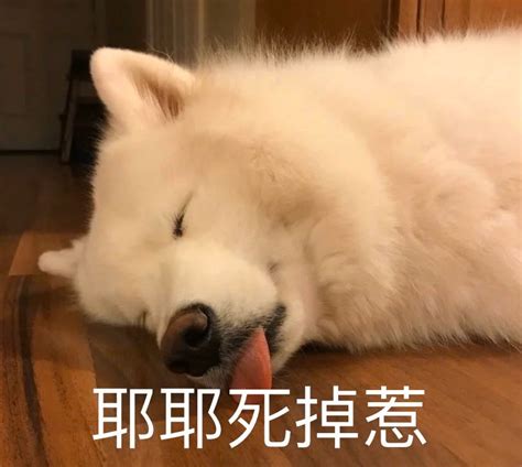 萨摩耶表情包耶耶表情包图片