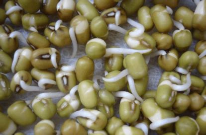 【自制绿豆芽的做法步骤图，自制绿豆芽怎么做好吃】小厨娘范范_下厨房