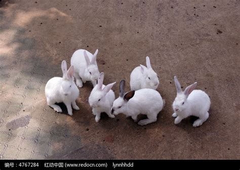 一群小白兔高清图片下载_红动中国