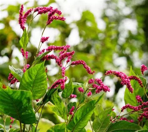红蓼花如何种植？红蓼的种植方法和栽培技术及注意事项-绿宝园林网