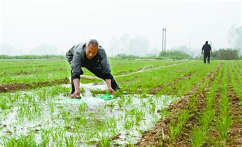孟州市掀起小麦灌溉高潮 近万亩小麦浇上出苗水