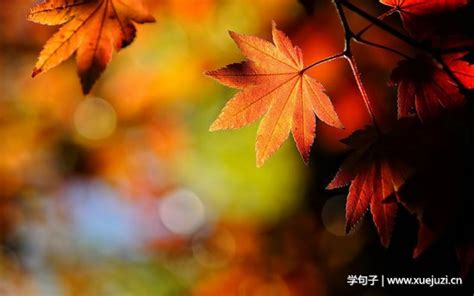 描写秋天枫叶的诗句,描写秋天的诗句古诗,描写秋天的诗句_大山谷图库