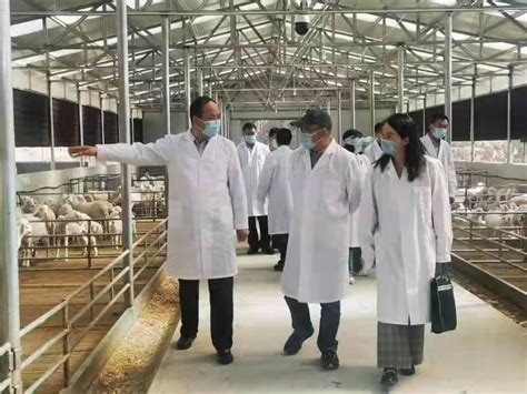 西双版纳州畜牧技术推广站到景洪市调研养牛产业