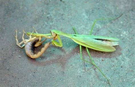 实拍螳螂与蝎子大战，螳螂一招不慎，竟被毒蝎刺中身亡