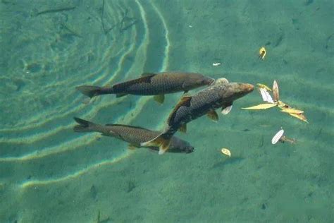 常见淡水鱼种的生活习性，了解鱼性钓鱼才有针对性