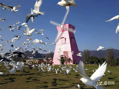 白鸽在中国寓意着什么 - 业百科