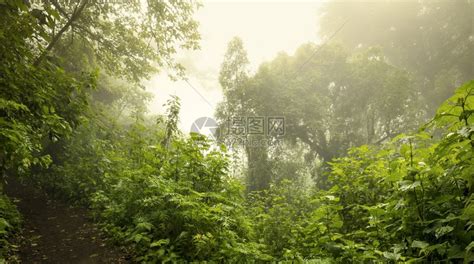 自然神秘朦胧雾气弥漫的山林中的男子登山远足旅游自然背景图片下载 - 觅知网