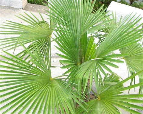 棕榈科花,50种常见棕榈科植物,棕榈科植物名称大全_大山谷图库