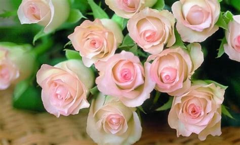 玫瑰的花语是什么意思,100种花语大全,各种玫瑰花的花语_大山谷图库
