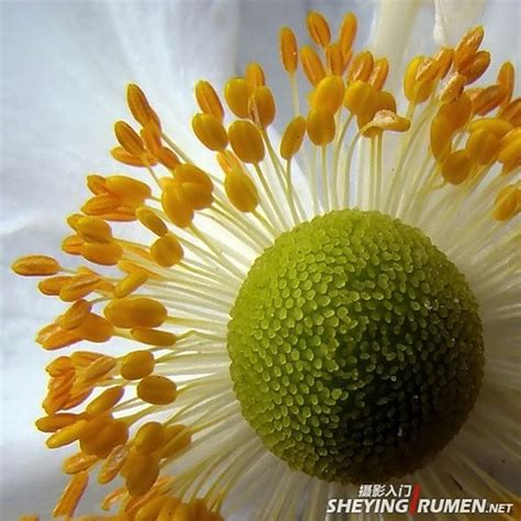 【微距花卉 (4)摄影图片】生态摄影_太平洋电脑网摄影部落