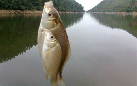 水库常见鱼类,水库鱼种类,水库常见的小鱼_大山谷图库