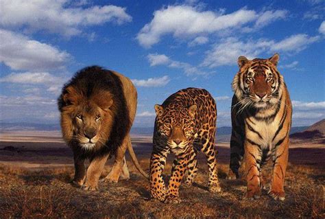 狮虎兽和虎狮兽谁更厉害，虎狮兽发起狠来自己都怕