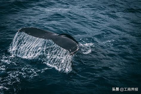 地球上最大的脊椎动物蓝鲸 蓝鲸的体积为何如此巨大?_探秘志