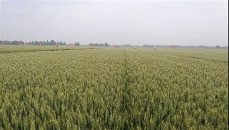 我院选育的小麦新品种郑麦1860入选2021中国农业农村重大新产品 - 烟草所