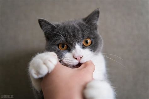 手指被猫咬破了怎么办，请问被猫咬到手指了怎么办？ - 综合百科 - 绿润百科
