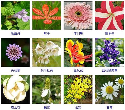 花的种类名称名字,花的种类名称及图片_大山谷图库