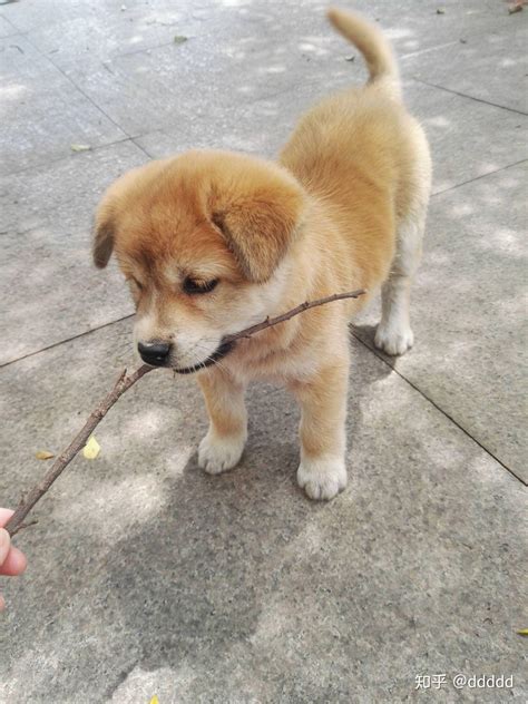 土狗小时候图片