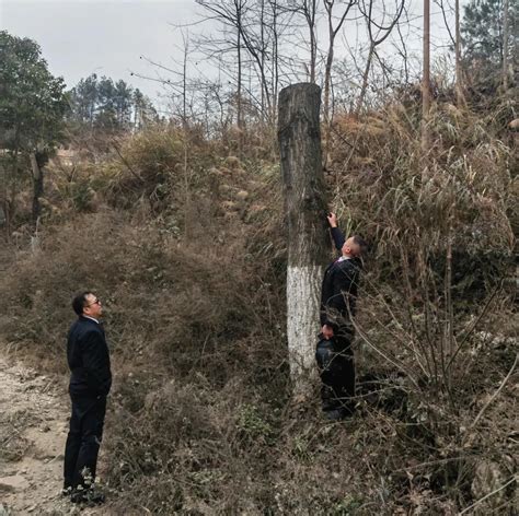 “伪装者”落网记 ——贵州独山对一起盗伐护路林木案提起刑事附带民事公益诉讼
