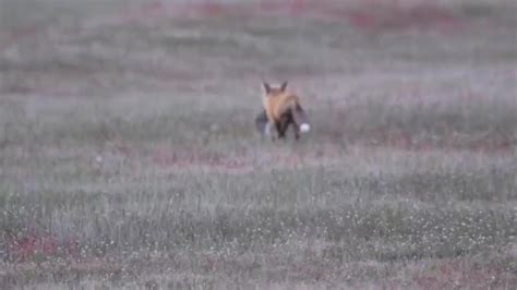 故事：大雪封山狐狸来偷肉，光棍抓到后说了一席话，狐狸乖乖帮他暖被窝