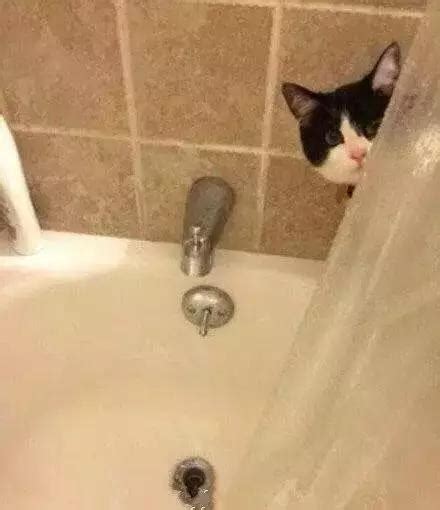 猫看见主人洗澡为什么总是守着门口叫个不停？ | 宠物天空