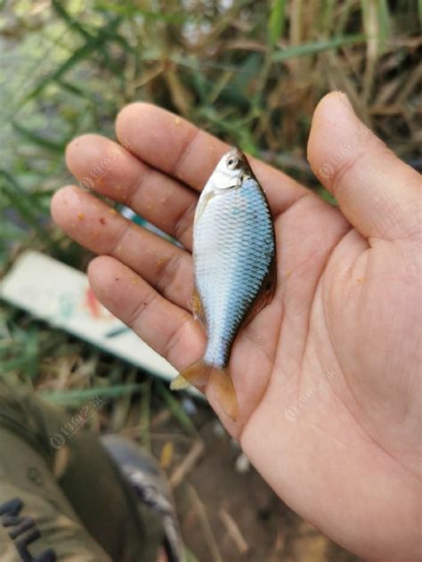 农村河里常见的鱼,淡水小杂鱼种类,小溪鱼_大山谷图库