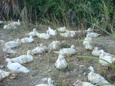 红玉鸡养殖基地 - 八方资源网