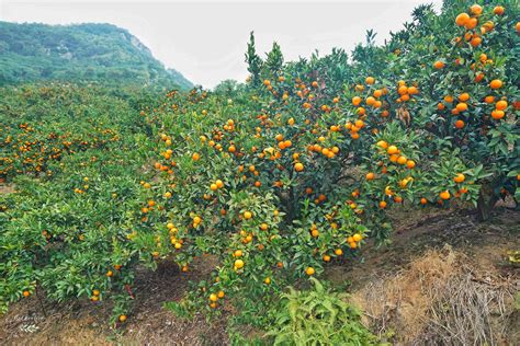 成熟橘子园挂满树,果实,植物花草,摄影,汇图网www.huitu.com