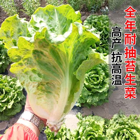 3000种蔬菜名称大全,比较冷门的蔬菜名,1000种蔬菜名字(第7页)_大山谷图库