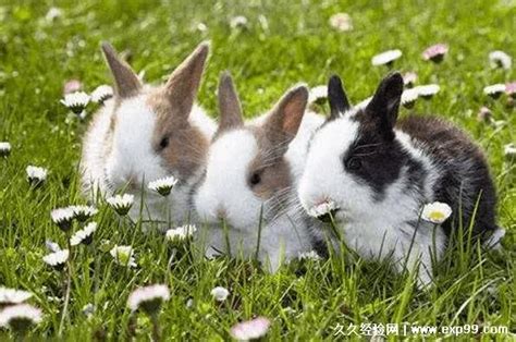 兔妈妈不管小兔子，刚出生的小兔子该怎么养？ - 知乎