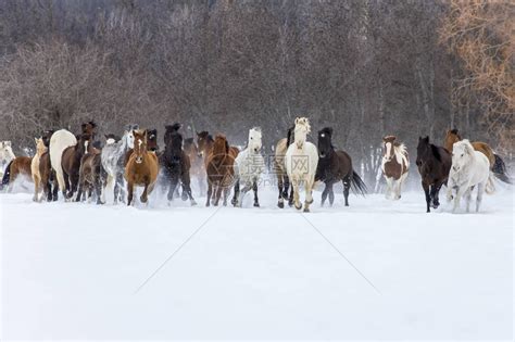 一群马在山上的雪中奔跑高清图片下载-正版图片507358523-摄图网