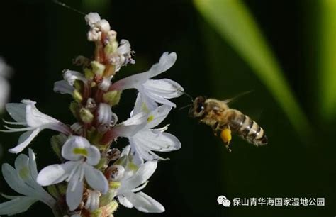 衡水湖新增231个物种新记录 33种刷新河北昆虫种类记录凤凰网河北_凤凰网
