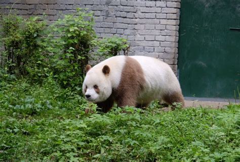 中国唯一一只金色熊猫：七仔(毛发为棕白色)_奇趣解密网