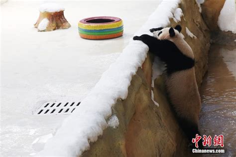 10只大熊猫落户南京紫清湖 其中6只是“海归”