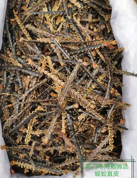 白蜈蚣草药图片