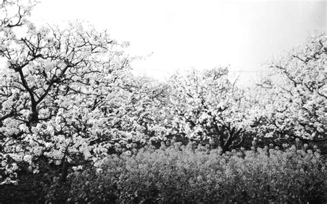 “忽如一夜春风来，千树万树梨花开”用这句诗来形容蒙山