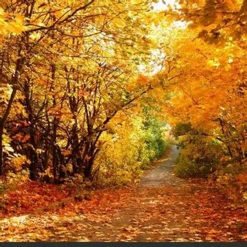 秋天的成语四字成语（这9个关于秋天的四字词语，描绘出了最美的秋天，快来一起看看） | 说明书网