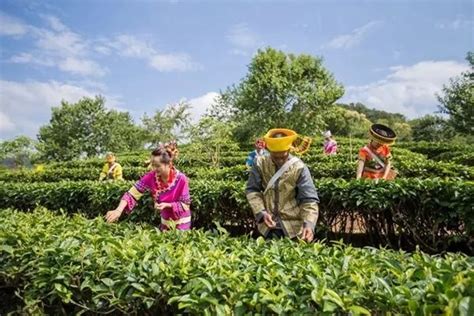 普洱思茅：茶旅融合实现三产发展 示范项目带动产业振兴-茗边智库