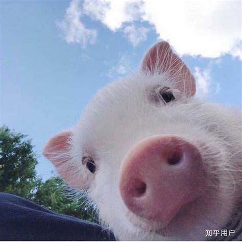 与猪共生——有爱的养猪大爷|文章|中国国家地理网