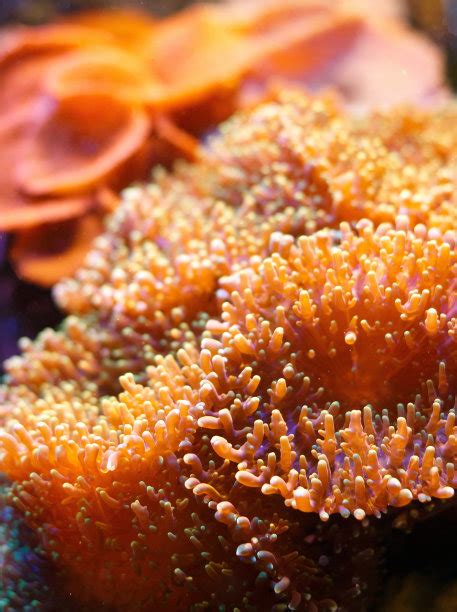 2019年度流行色～珊瑚红/珊瑚橘Living Coral及配色方案 | V优客