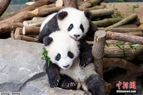 法国出生的熊猫宝宝五个月了，终于是有点熊样了啊！