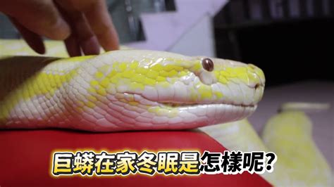 台湾省两爬类宠物博主饲养的宠物黄金蟒 - 蟒蛇科普