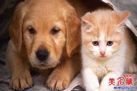 中国人喜欢给狗狗起的5类名字，第一种数字类，第五种最流行|狗狗|名字|数字类_新浪新闻