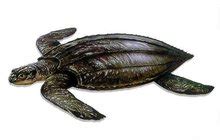棱皮龟-爬行动物-图片