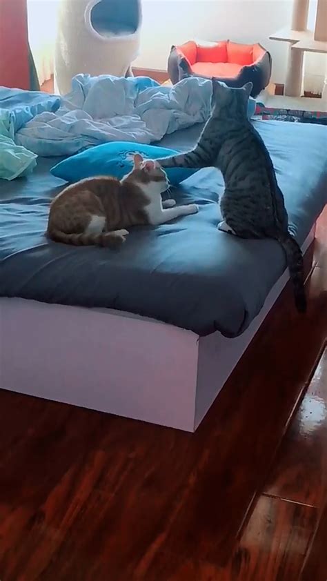 猫咪在主人床上玩耍，一只猫突然不动了，得知原因主人呆了|猫咪|床上|主人_新浪新闻