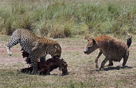 猎豹与鬣狗争抢猎物 - 神秘的地球 科学|自然|地理|探索