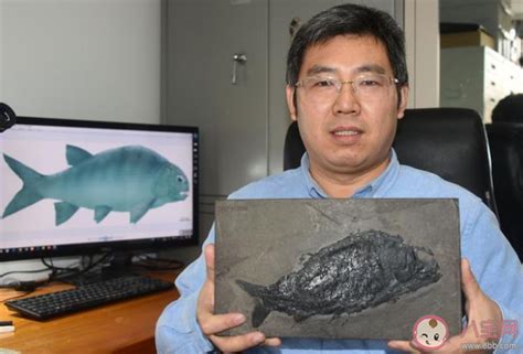 贵州发现2.44亿年前大型盘州暴鱼是怎么回事 盘州暴鱼是什么物种 _八宝网